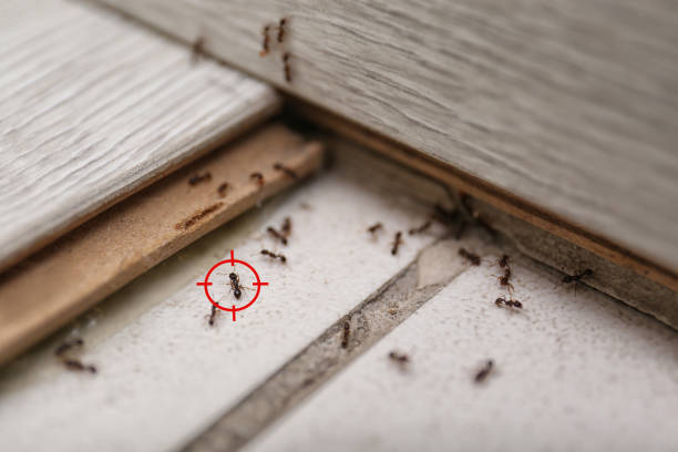 Pest Prevention Services in Chisholm, MN